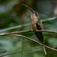 Great-billed Hermit